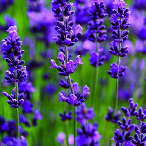 Share your favorite lavender photo!