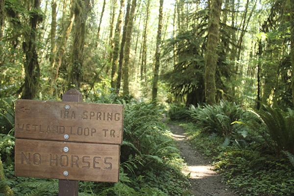 BOGACHIEL RAIN FOREST TRAIL DAMAGED BY THE BOGACHIEL RIVER Forks Forum