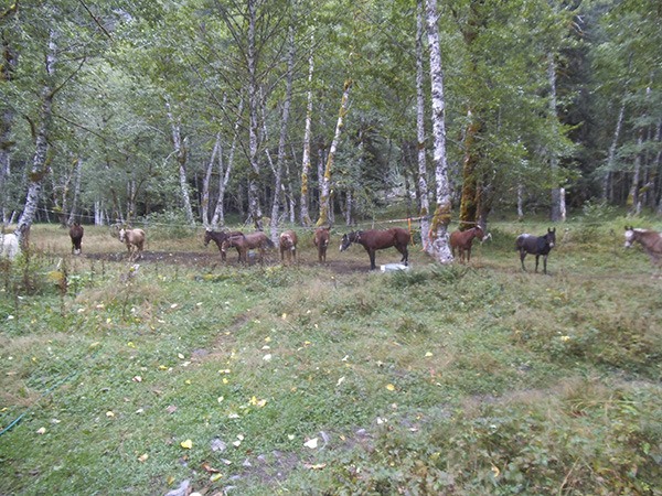 Mules on a highline.