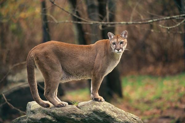 WDFW to reduce cougar harvest level.