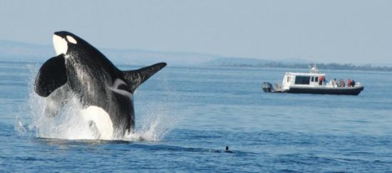 Breaching Killer Whale.