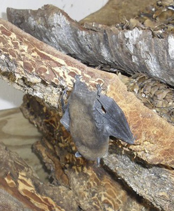 Little Brown Myotis hanging out in the woodpile.