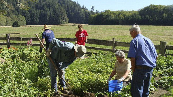 Digging potatoes...Paul Bowlby