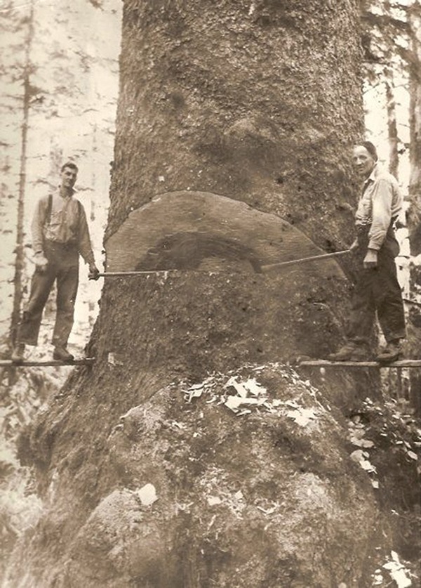 Joe Wentworth and Jack Olson take a break for a photo as they are using double bit axes in the 1930s near Neah Bay to fall this tree.