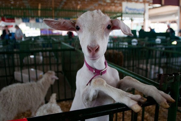 Fun at the Fair.