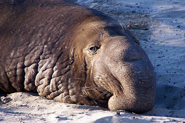 Come learn about Elephant Seals.