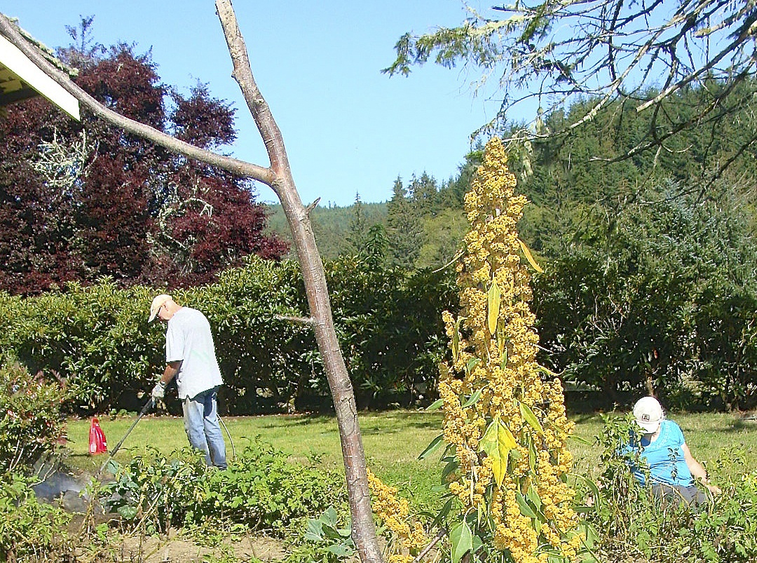 Volunteers Spruce Up Cowan Heritage Gardens to Welcome Guests for Annual Potato Dig on Sept. 18