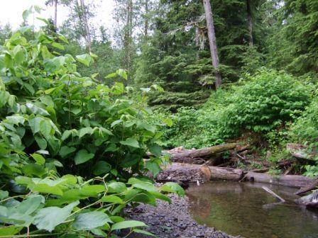 Public Comment Sought on Noxious Weed Control