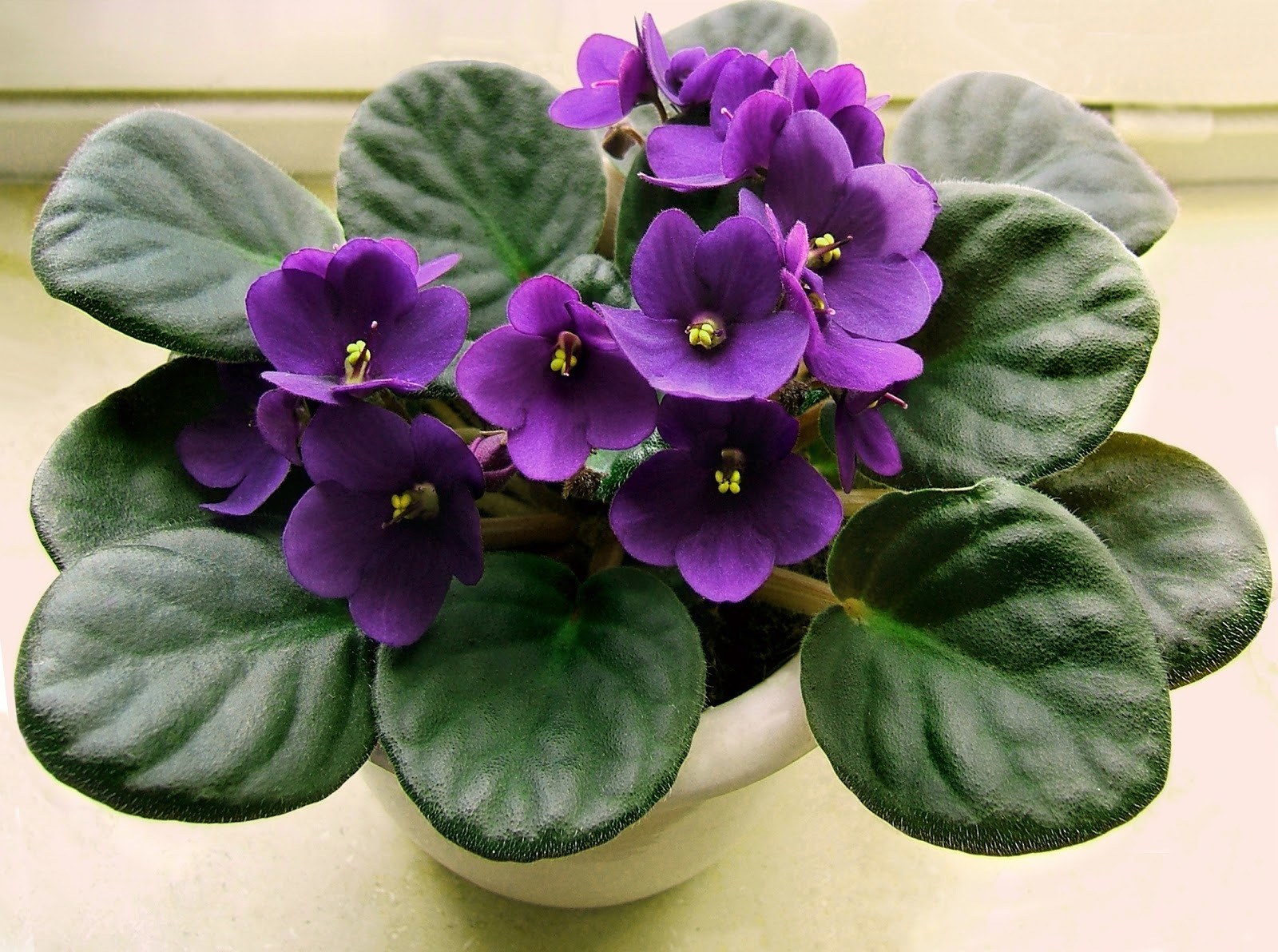 Bogachiel Garden Club African Violet program Oct. 19