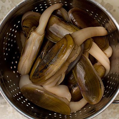 Razor Clam Dig Cancelled