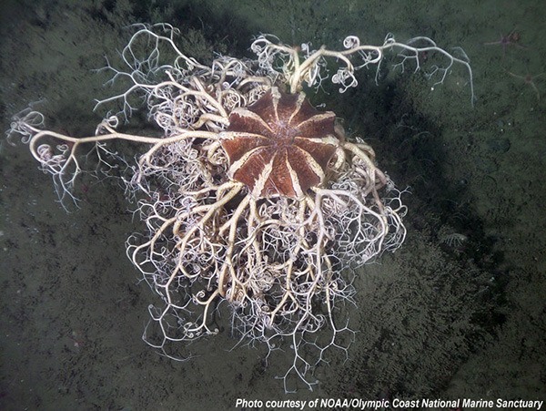 Amazing creatures inhabit the Olympic Coast National Marine Sanctuary.