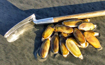 WDFW approves 7 days of razor clam digging