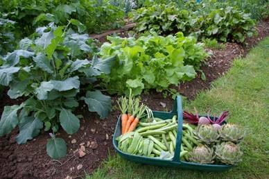 Gardening on the West End