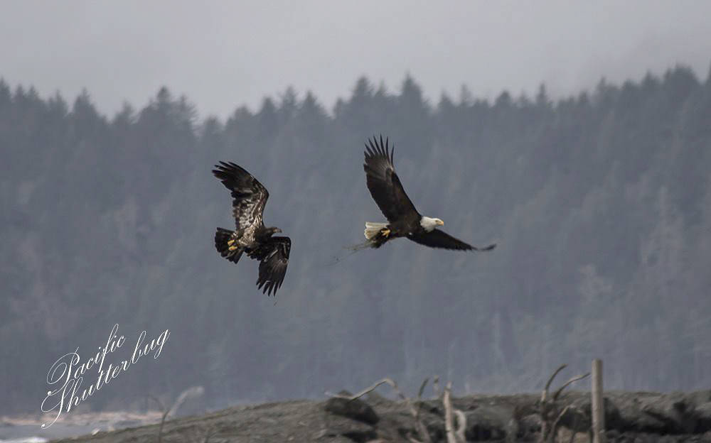 Eagle Fest this Saturday in Neah Bay