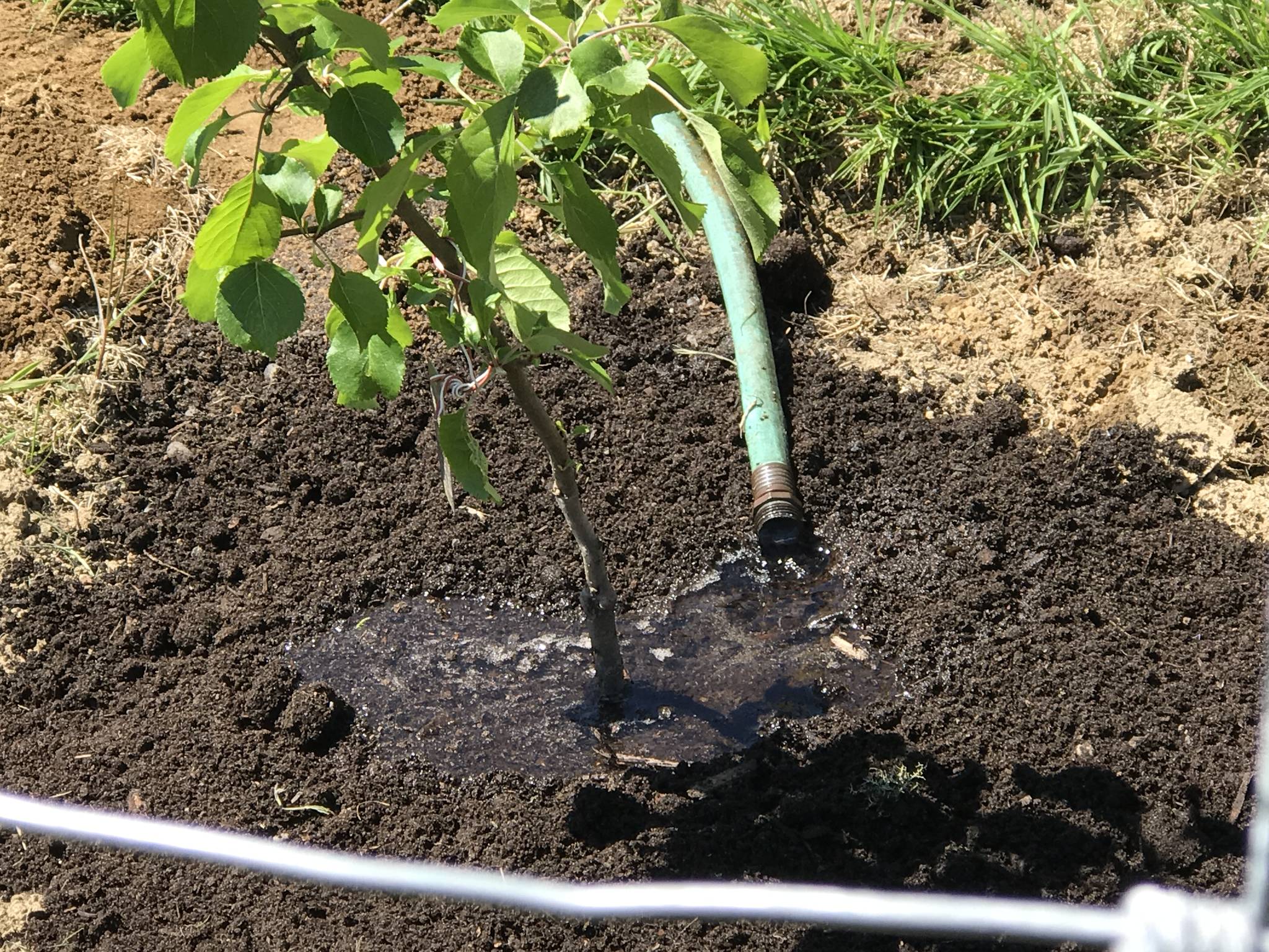 Friends of Hoko River State Park are Re-establishing the Cowan Heritage Orchard