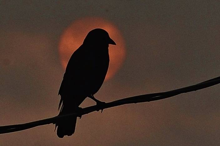 A spooky crow backlit by the smoke-hazed sun makes a great Halloween photo! the photo taken this summer seems to fit Halloween better than August, so it was worth saving for now. Photo Lonnie Archibald