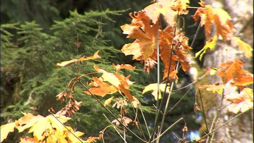 Western Washington Forest Health with a focus on the decline of Bigleaf Maple