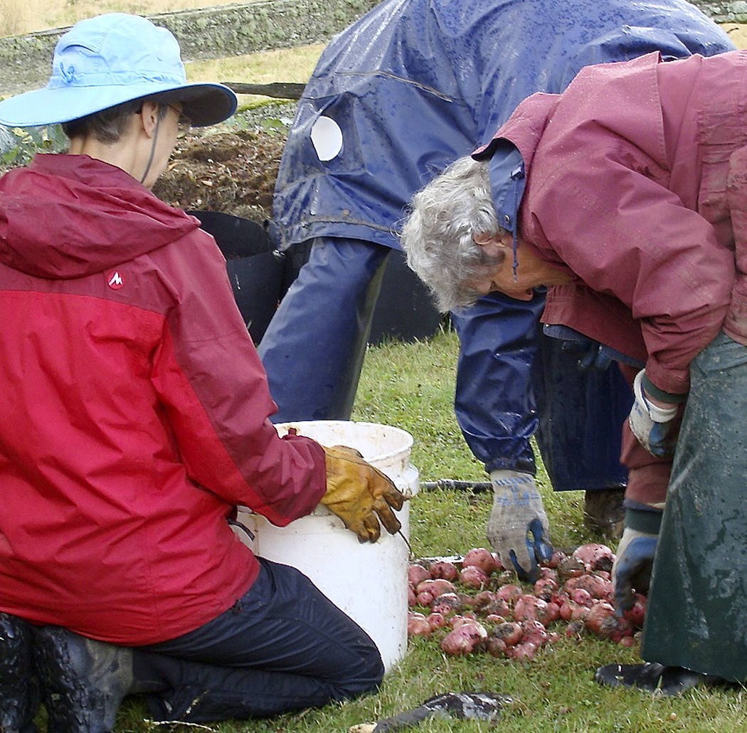 Sorting red potatoes in 2018. Submitted photos