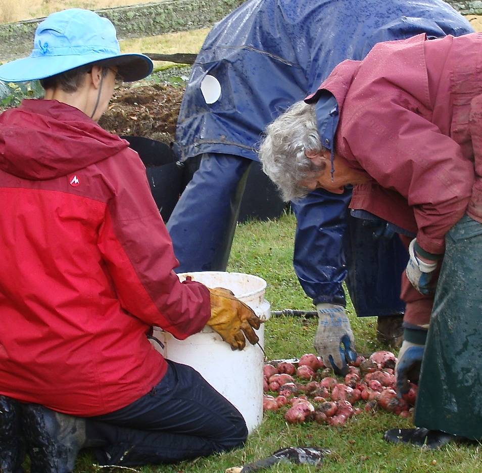 Potato Dig and Seed Swap Sept. 15 at Cowan Heritage Area