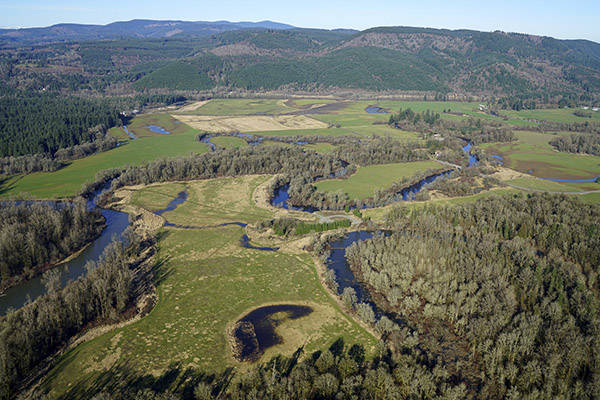 Chehalis Basin Restoration Plan critical for spring Chinook says Quinault Nation