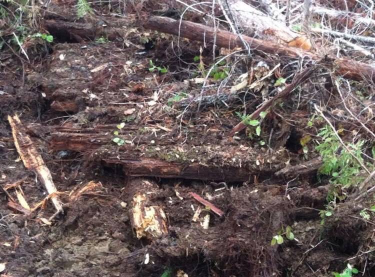 A few years ago this section of puncheon road was unearthed south of Forks. Photo Lucas Larson