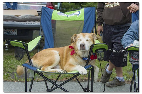 The 2020 Forks Old Fashioned 4th of July celebration is going to be sort of like this dog at the 2019 celebration …a real sleeper …but there will be a few activities to enjoy! Photo David Youngberg