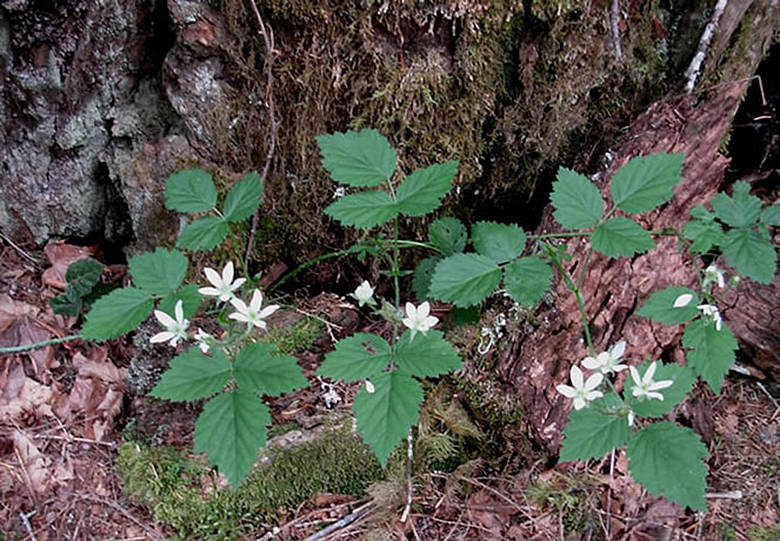 Wildlife - The Blackberry Forecast