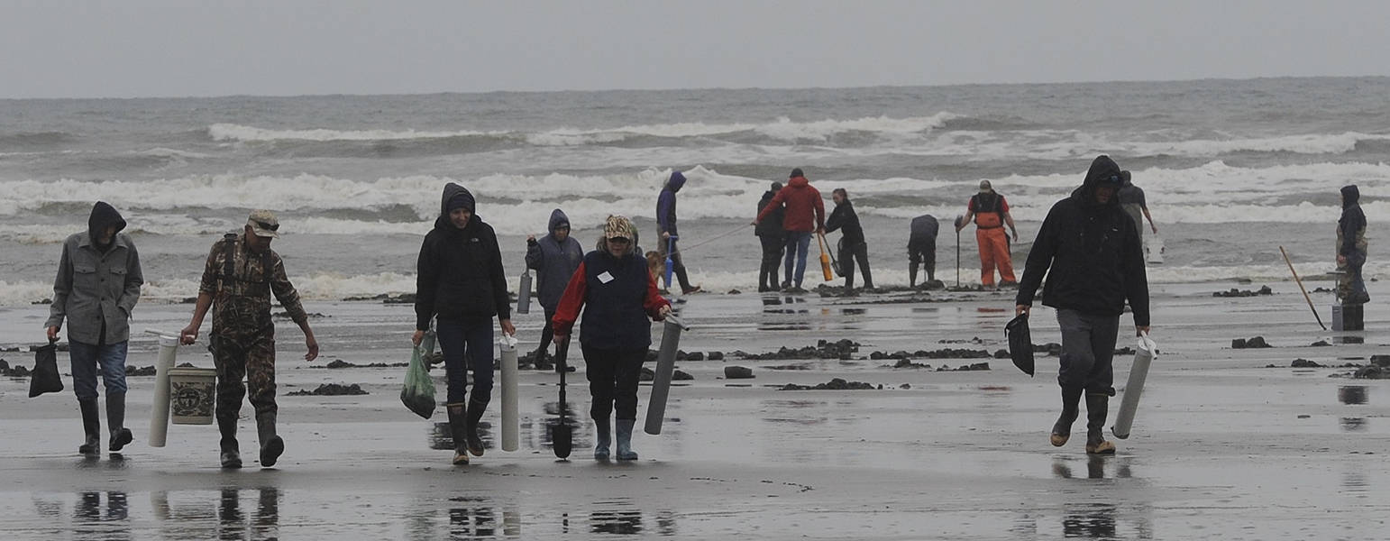 Clam diggers leave Roosevelt Beach with limits of Razor Clams in the spring of 2019. Photo by Lonnie Archibald