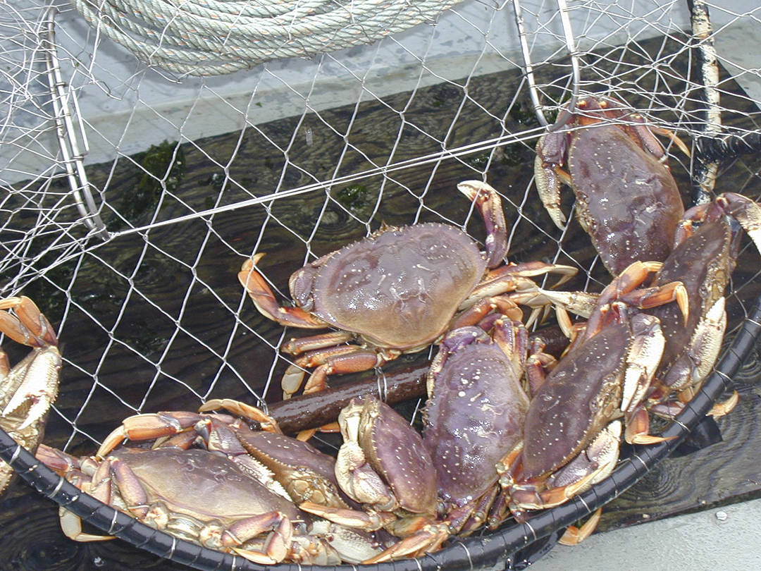 Most of Washington Coast now closed to crab fishing due to marine
