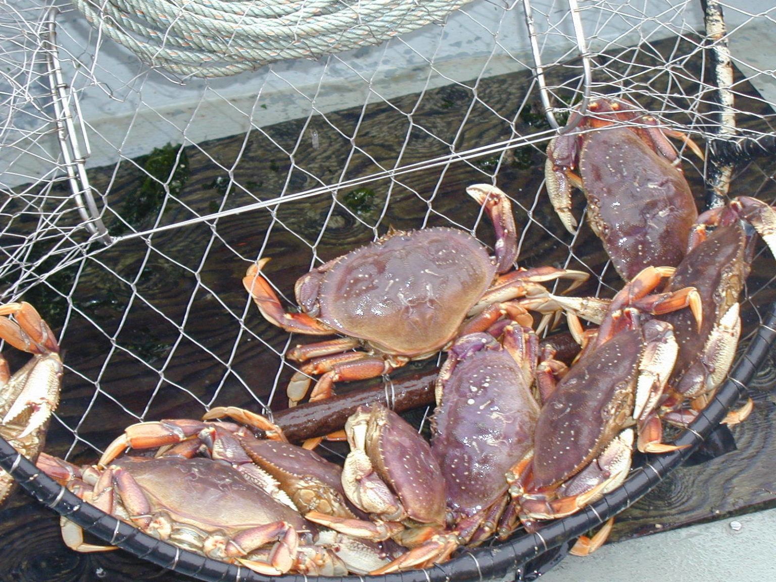 Applications sought for WDFW’s Puget Sound Recreational Crab and Shrimp