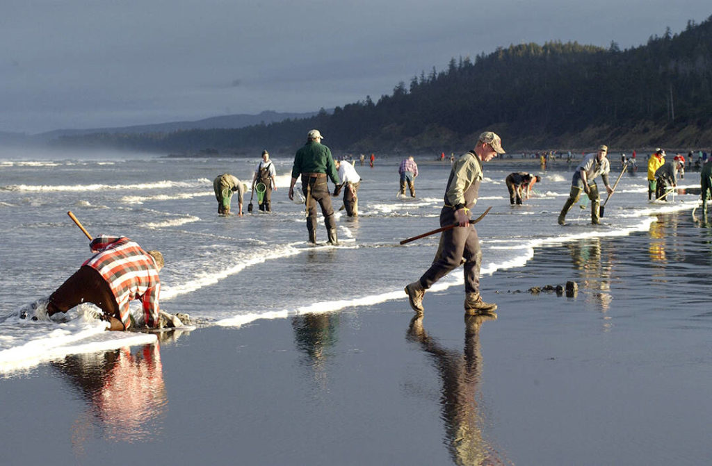 WDFW approves seven days of razor clam digging during evening low tides ...