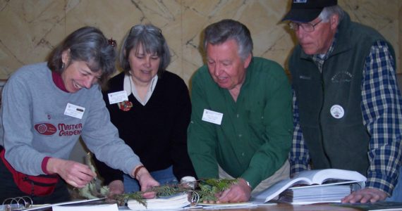 Veteran Master Gardeners Jeanette Stehr-Green, Cindy Erickson, Nye Nelson (retired) and John Norgord investigate a problem with a hemlock tree at a Plant Clinic. Submitted Photo