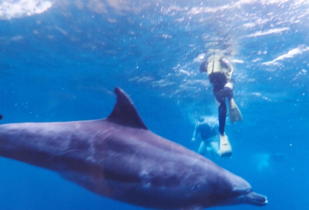 Dolphins were found!