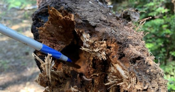 What happens when forest health is compromised? Join Washington Department of Natural Resources forest pathologist Rachel Brooks Thursday, Oct. 27 from noon – 1 p.m. for a Green Thumb Garden Tips Zoom presentation and find out why forest health in our area is so important. Photo of the rotted roots of a Douglas-fir impacted by laminated root rot by Rachel Brooks