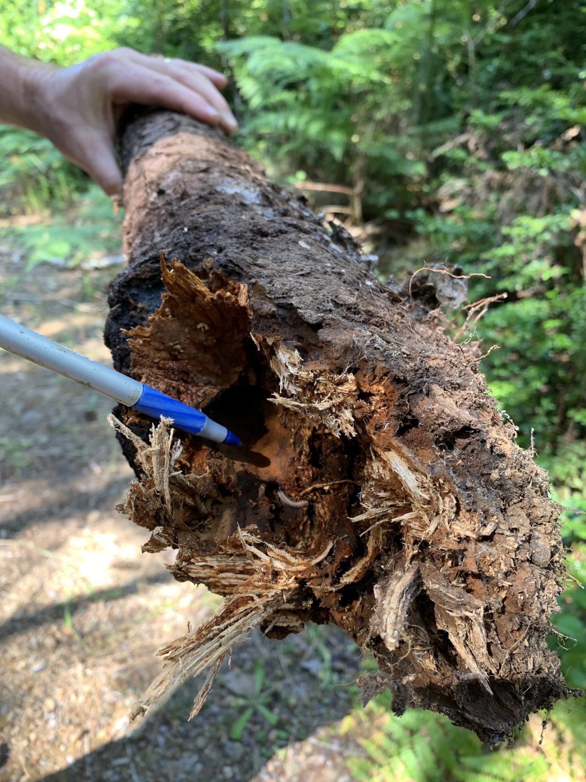 What happens when forest health is compromised? Join Washington Department of Natural Resources forest pathologist Rachel Brooks Thursday, Oct. 27 from noon – 1 p.m. for a Green Thumb Garden Tips Zoom presentation and find out why forest health in our area is so important. Photo of the rotted roots of a Douglas-fir impacted by laminated root rot by Rachel Brooks