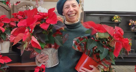 Poinsettias are an elegant, cheerful burst of red and green every holiday season. But how do you keep them beautiful? Join Clallam County Master Gardener Jeanette Stehr-Green on Thursday, December 8th from noon – 1:00 p.m. for a Green Thumb Garden Tips Zoom presentation for the know-how you need to keep poinsettias lovely all year. (Photo by Jeanette Stehr-Green)