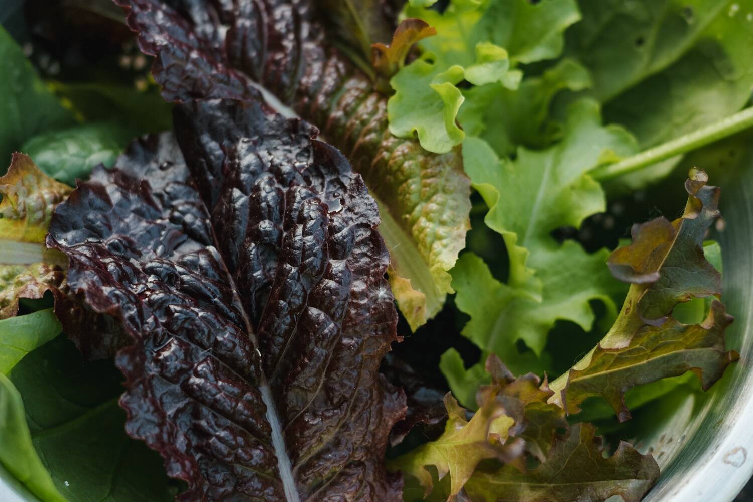 It’s summer now, but if you are a year-round gardener, you know planning for the next crop never stops. Find out how to keep your greens growing this fall and winter! Join Clallam County Master Gardener Bob Cain for the Green Thumb Education Series presentation “All About Cool Greens,” Thursday, August 10 th from noon – 1:00 p.m. at the Port Angeles Library. (Photo by Meg MacDonald on Unsplash).