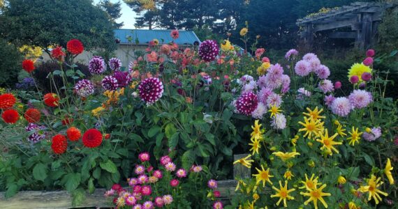 Looking to add some pop to your garden? Find out how you can grow your own dazzling dahlias! Join Clallam County Master Gardener Gary McLaughlin for the Green Thumb Education Series presentation “Growing Dahlias Successfully,” Thursday, Aug. 24 from noon – 1 p.m. at the Port Angeles Library. (Photo by Gary McLaughlin).