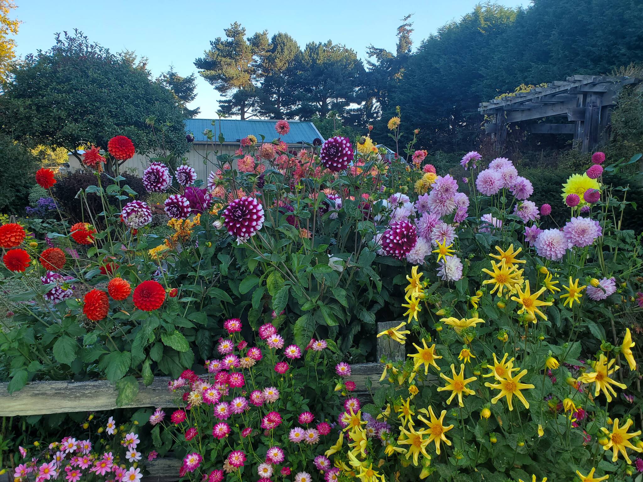 Looking to add some pop to your garden? Find out how you can grow your own dazzling dahlias! Join Clallam County Master Gardener Gary McLaughlin for the Green Thumb Education Series presentation “Growing Dahlias Successfully,” Thursday, Aug. 24 from noon – 1 p.m. at the Port Angeles Library. (Photo by Gary McLaughlin).