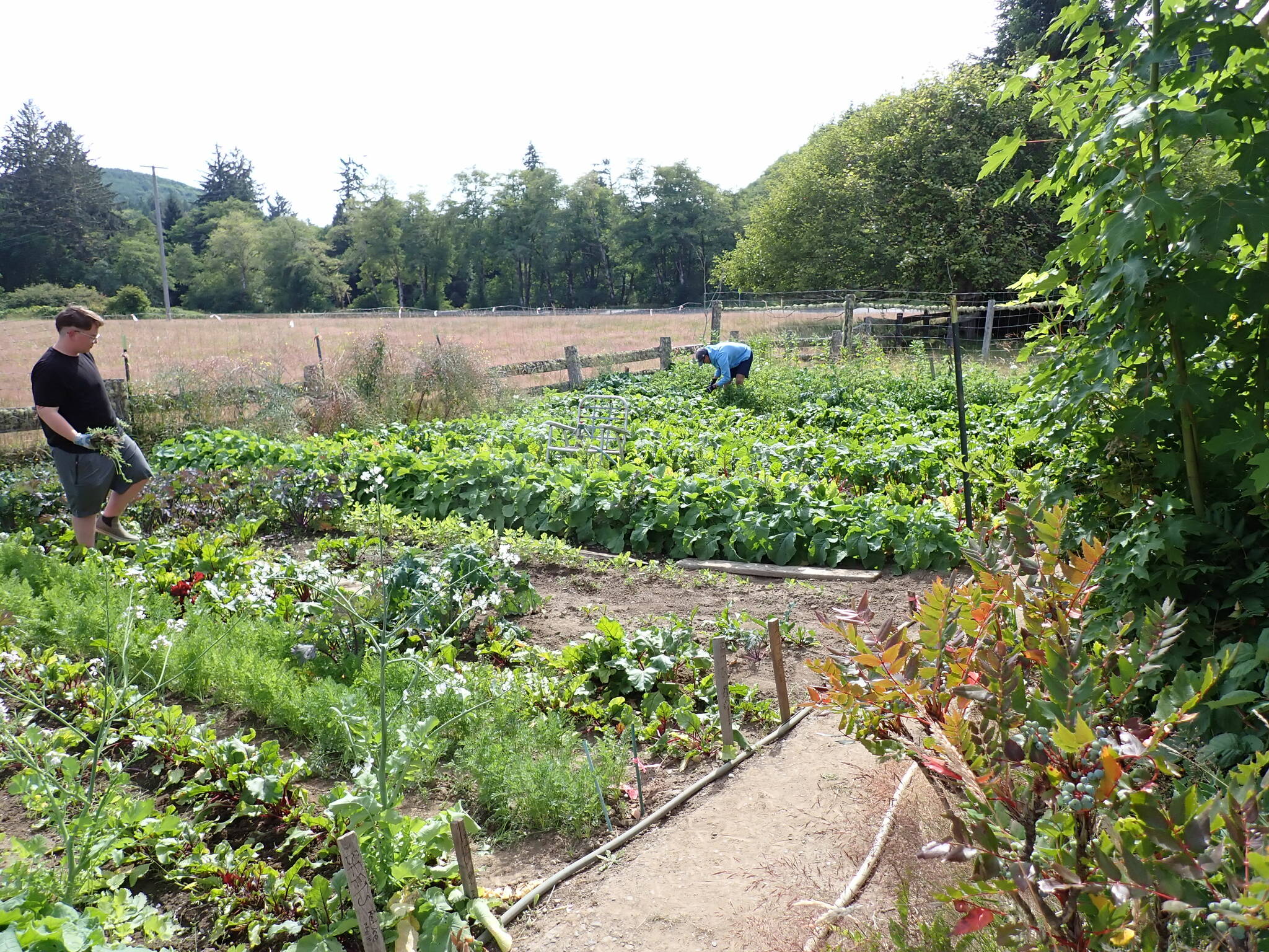 Volunteers at work in Kitchen Garden.