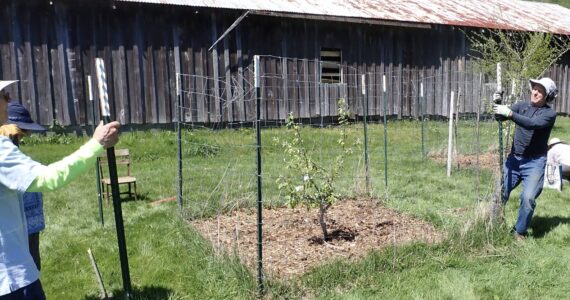 Members of the Olympic Orchard Society at work on Elk Barrier. Submitted Photos