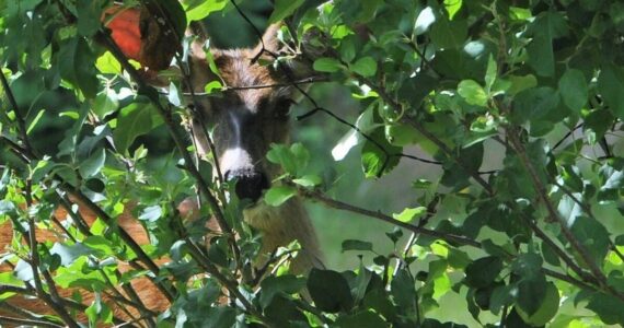 With the apple harvest season nearing, this young blacktail buck thought he was hiding while getting an early start on the harvest. Not so as a Nikon camera caught him red-handed. Last summer, apples seemed scarce …this year looks like a good crop for people and deer! Photo by Lonnie Archibald