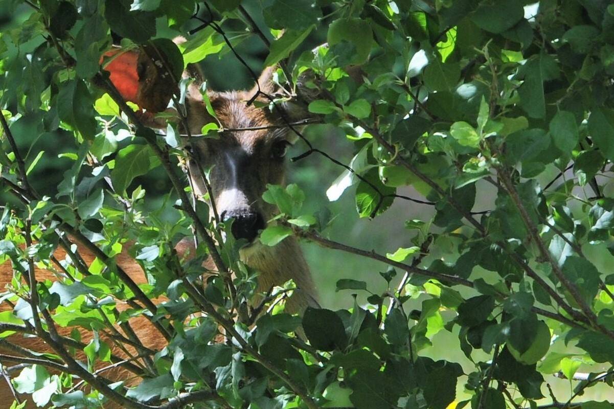 With the apple harvest season nearing, this young blacktail buck thought he was hiding while getting an early start on the harvest. Not so as a Nikon camera caught him red-handed. Last summer, apples seemed scarce …this year looks like a good crop for people and deer! Photo by Lonnie Archibald