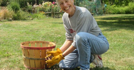 Summer is going fast, but a new burst of color is right around the corner! Join Clallam County Master Gardener Jeanette Stehr-Green for the Green Thumb Education Series presentation “Farewell to Summer: Autumn Leaves” and say hello to fabulous fall foliage Thursday, Sept. 14th from noon – 1 p.m. at the Port Angeles Library. (Photo by Audreen Williams, Clallam County Master Gardener).