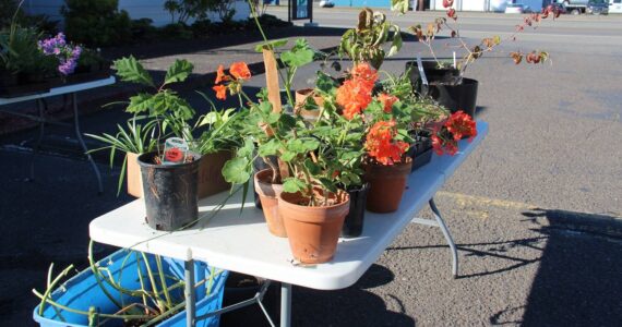 Bogachiel Garden Club members offered a plant sale last Saturday at the Peninsula College parking lot. A wide variety of plants and baked goods were available to purchase. The next monthly meeting for BGC is Wednesday, Oct. 18 at the Community Center on Maple Ave. starting at 1:15 p.m. Everyone is welcome to attend; membership is $15 per year. Photo Christi Baron