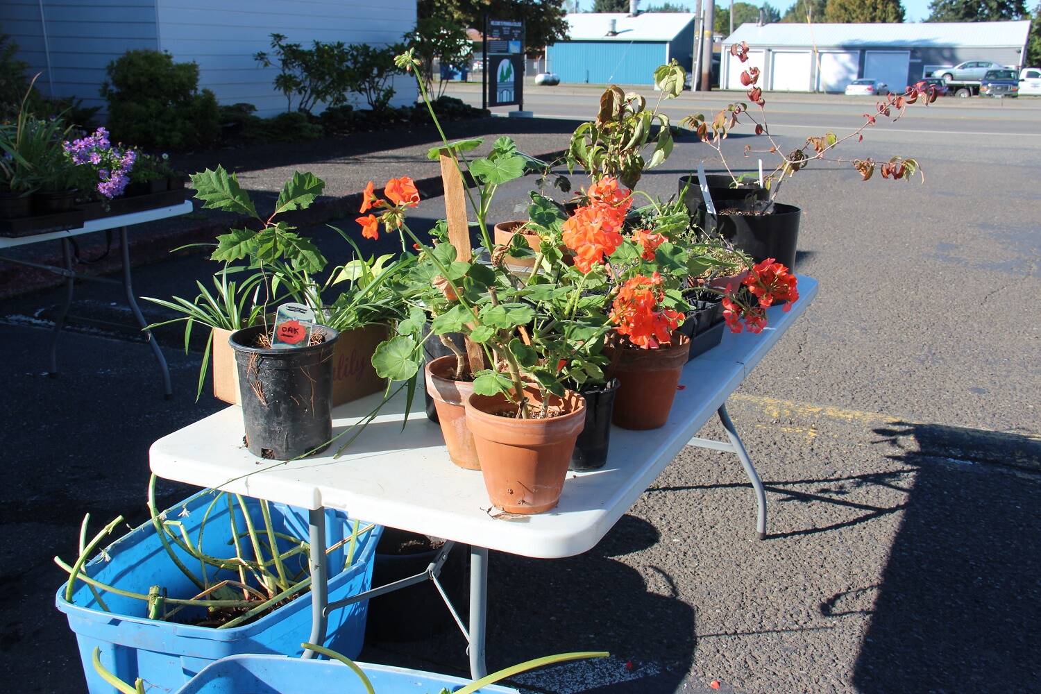 Bogachiel Garden Club members offered a plant sale last Saturday at the Peninsula College parking lot. A wide variety of plants and baked goods were available to purchase. The next monthly meeting for BGC is Wednesday, Oct. 18 at the Community Center on Maple Ave. starting at 1:15 p.m. Everyone is welcome to attend; membership is $15 per year. Photo Christi Baron