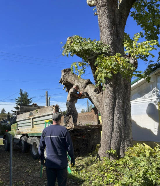 At right: Volunteers and the property owner adjacent to the Forks Food Bank recently agreed to remove the large Elm tree that was causing some issues with the roof and gutters on the north side of the building. The wood was cut up and donated to a disabled neighbor. Submitted photo