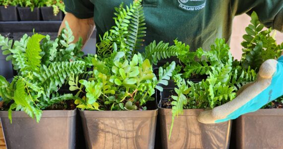 Have a too-shady spot in your garden, or maybe it needs a little extra green? Ferns add so much to your garden. Learn how you can grow and reproduce them! Join Clallam County Master Gardener Sara Farinelli for the Green Thumb Education Series presentation “Propagating Ferns,” Thursday, Oct. 26 from noon – 1 p.m. at the Port Angeles Library. (Photo by Sara Farinelli)