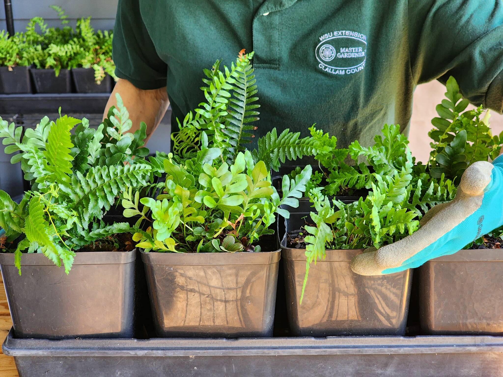 Have a too-shady spot in your garden, or maybe it needs a little extra green? Ferns add so much to your garden. Learn how you can grow and reproduce them! Join Clallam County Master Gardener Sara Farinelli for the Green Thumb Education Series presentation “Propagating Ferns,” Thursday, Oct. 26 from noon – 1 p.m. at the Port Angeles Library. (Photo by Sara Farinelli)