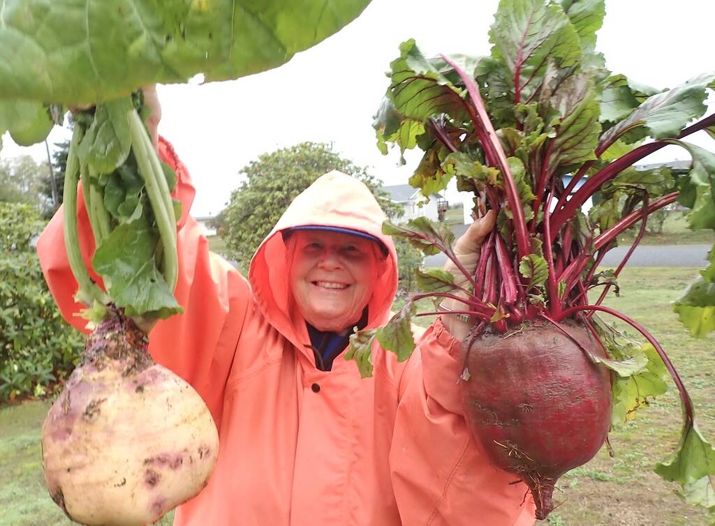 Nancy Messmer of Clallam Bay shared this photo last week of these huge vegetables, a rutabaga and a beet. Nancy said, “We are going to cut them up, roast them in oven with olive oil, and take two dishes to the Friday Seniors lunch at noon at the Sekiu Community Center. Hope they taste good.” Submitted photo